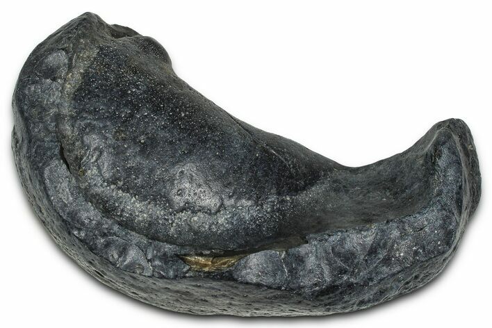 Fossil Whale Ear Bone - South Carolina #375280